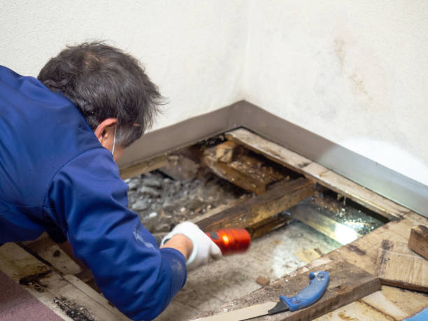 Best Professional Mold Removal  in Harvey, LA