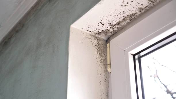 Best Crawl Space Mold Removal  in Harvey, LA