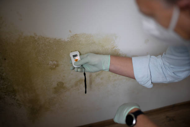 Best Certified Mold Removal  in Harvey, LA