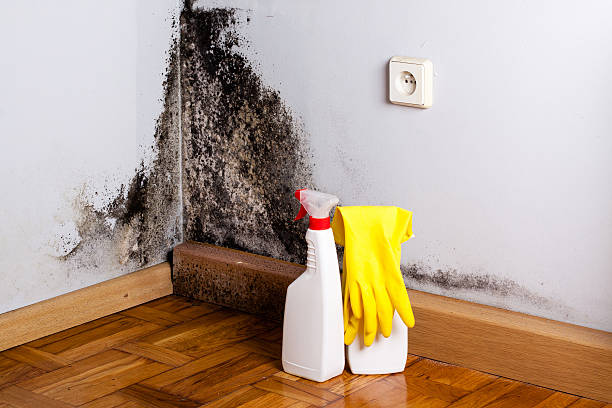Best Commercial Mold Removal  in Harvey, LA