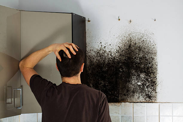 Best Certified Mold Removal  in Harvey, LA