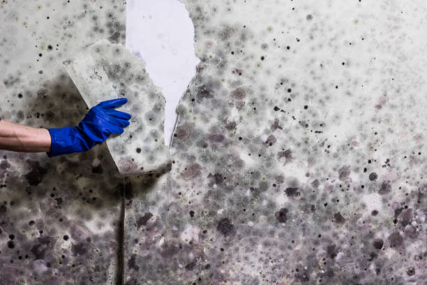 Mold Removal and Inspection in Harvey, LA