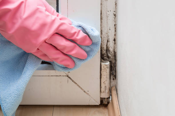 Best Mold Removal and Inspection  in Harvey, LA